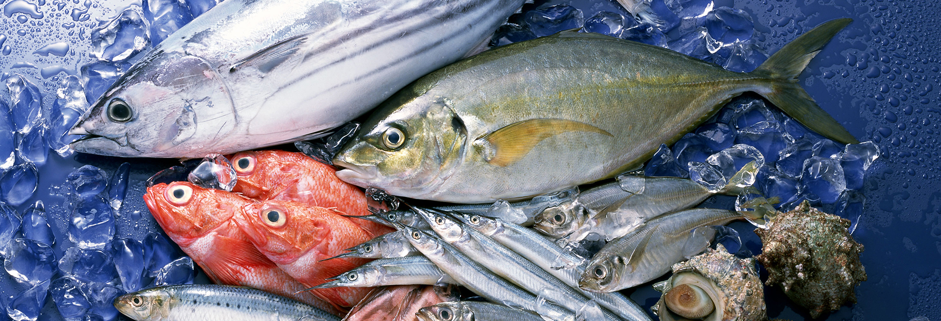 ca-bien-tuoi-ngon